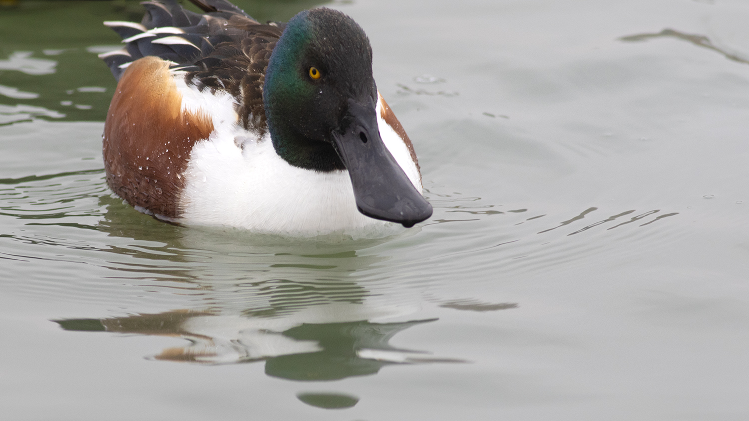 Northern Shoveler